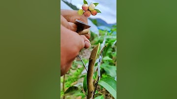 荔枝果樹雙舌嫁接的詳細操作過程，30秒教你嫁接果樹Detailed operation process of double tongue grafting of lychee fruit trees