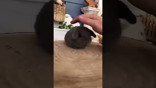 Cutest Lop Eared Rabbit Babies Being Funny And Confusing! 😍🐰 Must See Adorable Moments!