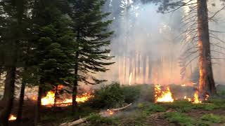 2019 Sherman Prescribed Burn in Sequoia National Park.
