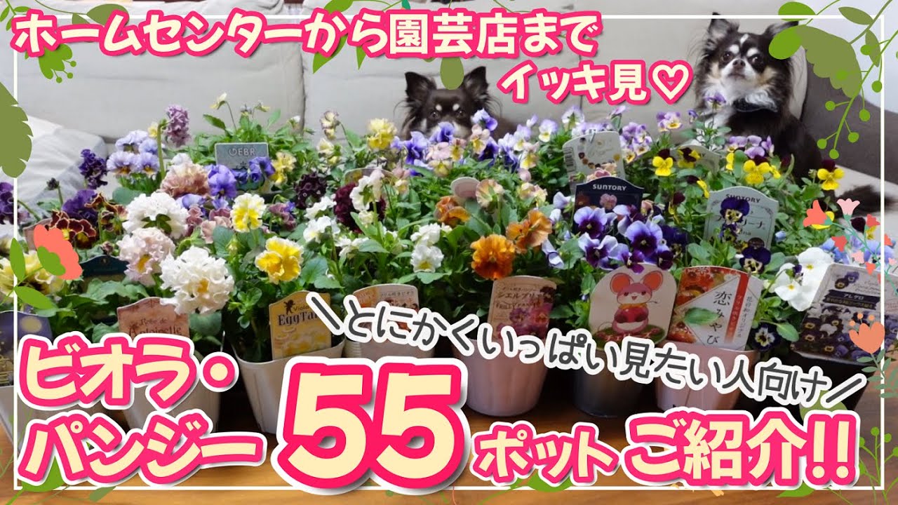 パンジー・ビオラ】55ポットすべて見せます♪ホームセンターから園芸店