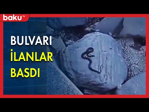 Bulvarı ilanlar basdı - BAKU TV