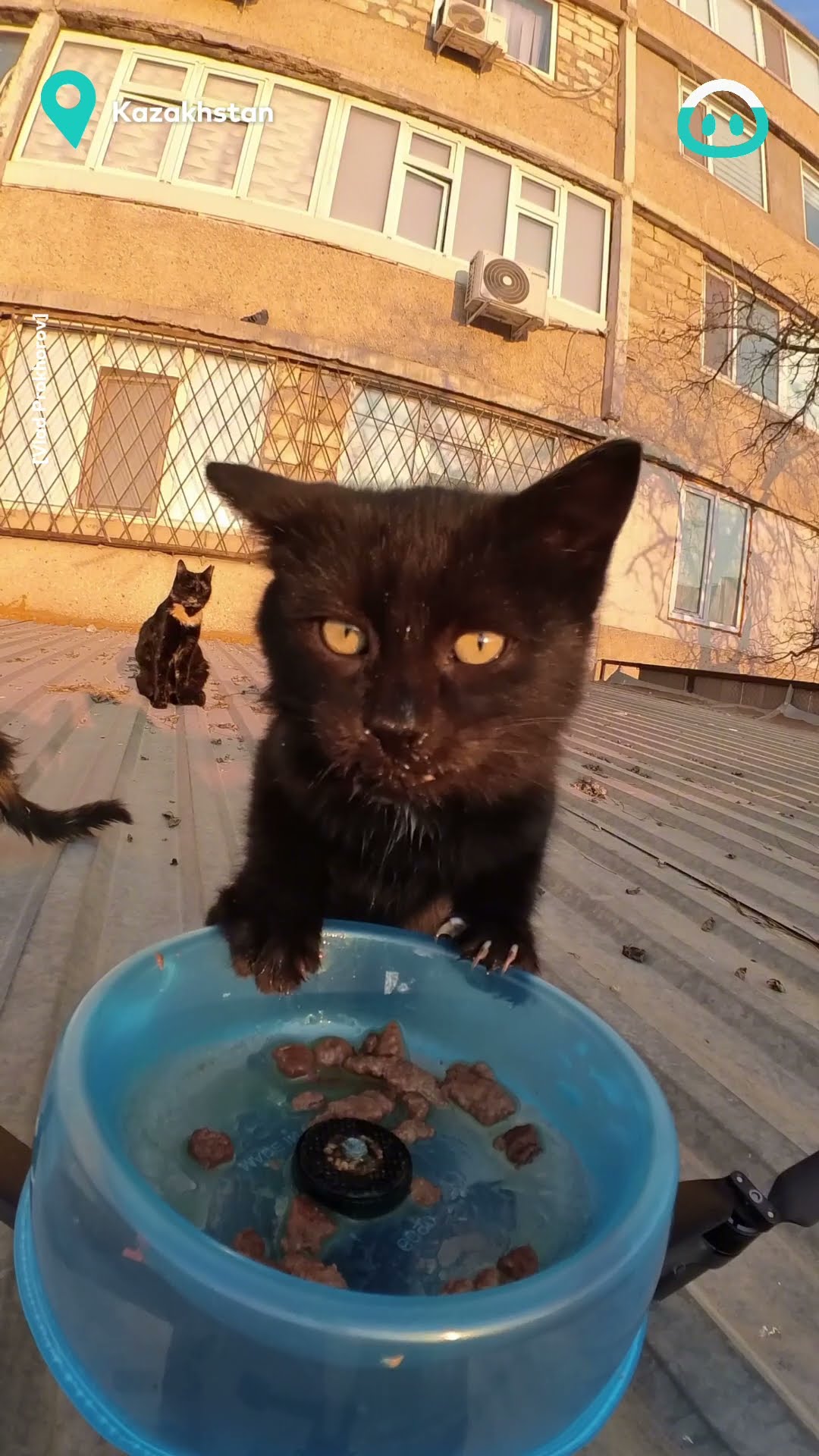 Drone Delivery for Stray Cats || ViralHog