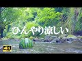 柔らかい川のせせらぎ 癒しの風景：読書や勉強にお役立てください【自然音,ASMR,4K,relaxing nature sounds】
