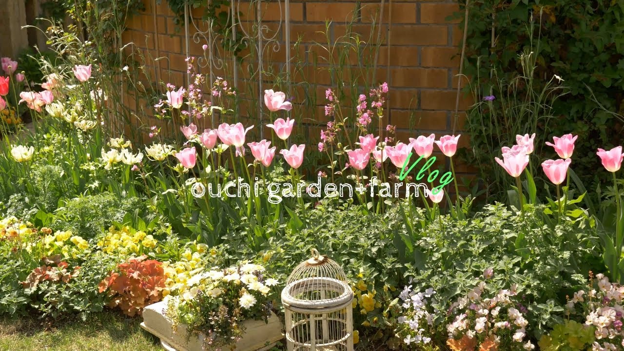 Five types of flowers planted in the fall and blooming in the