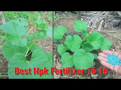 Video: Fertilizers For Cucumbers On The Windowsill: How To Feed Cucumbers On The Balcony At Home? Top Dressing For Fruiting, Folk Remedies And Ready-made Fertilizers