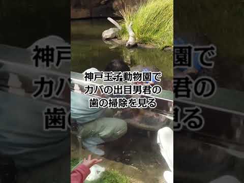 神戸王子動物園でカバの出目男君の歯の掃除を見る Kaikun Channel Shorts Youtube