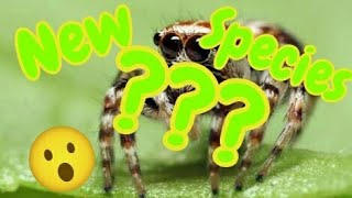 IS THIS A NEW SPECIES OF SPIDER??