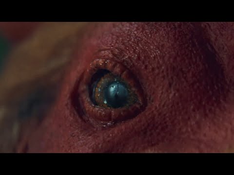KFC | BELIEVE PART 2: ALL HAIL GRAVY