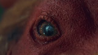 KFC | BELIEVE PART 2: ALL HAIL GRAVY