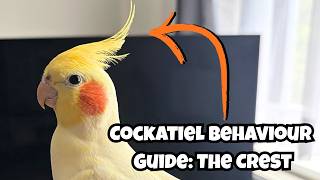 Cockatiel Behaviour Guide - The Crest & What It Means About Your Bird's Mood | TheParrotTeacher