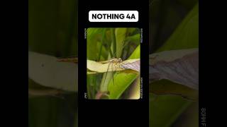 Nothing 4A 🔬 Macro Camera Test – INSANE Close-Up Shots! 😳🔥