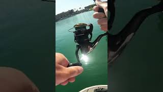 CATCHING BIG Carp IN ULTRA CLEAR WATER! #Shorts