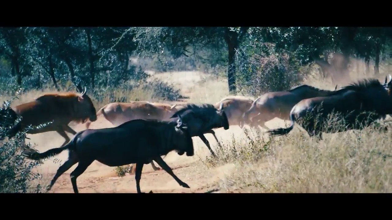 Spiral Horn Safaris 2017 Promo