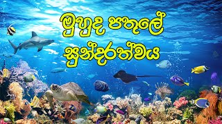 Under Sea මුහුද පතුලේ සුන්දරත්වය