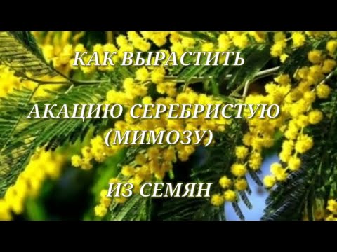 Вырастить акацию серебристую (МИМОЗУ) - это ВОЗМОЖНО!!!