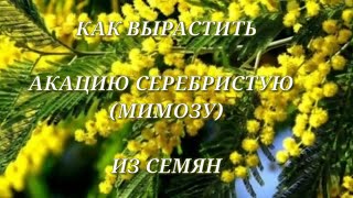 Вырастить акацию серебристую (МИМОЗУ) - это ВОЗМОЖНО!!!