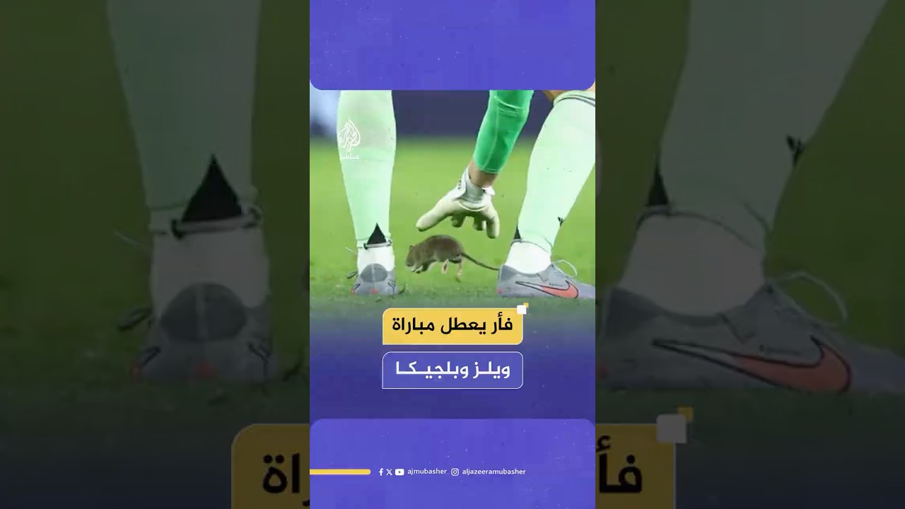 فأر يقتحم ملعب مباراة ويلز وبلجيكا ضمن التصفيات المؤهلة لكأس العالم 2026