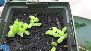 ⟹ Sprouting Dragon Fruit | Hylocereus costaricensis | Pitaya roja from seed