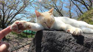 石垣の上に寝転がり肉球を見せてくれる猫
