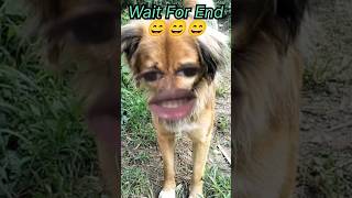 dog funny short??bangad billa  funny dog doglover shorts