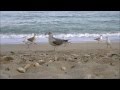 МОРЕ | ЧАЙКИ | БУХАНКА ХЛЕБА |  SEA | Seagull | a loaf of bread