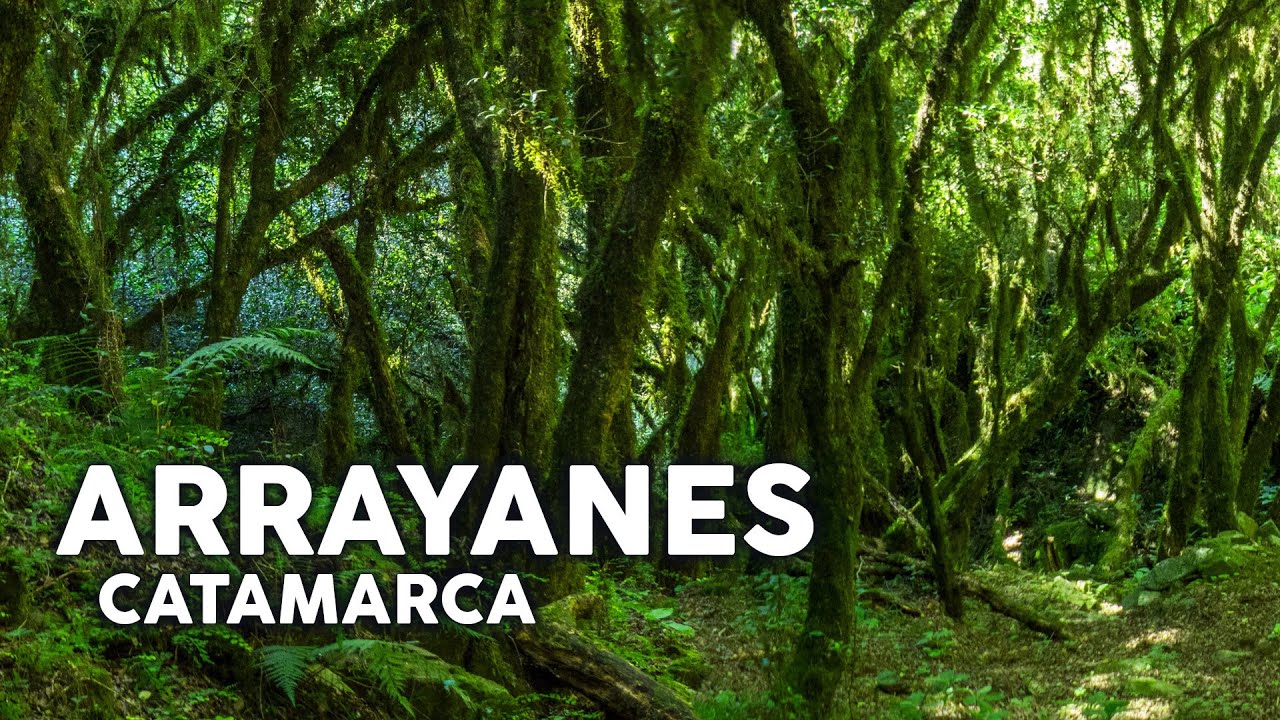 El bosque de arrayanes de Catamarca, Argentina (2022) - YouTube