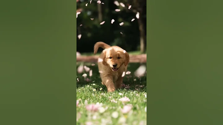 My dog on nintendogs looked like this(🎥 @goldengirlpacha) #shorts