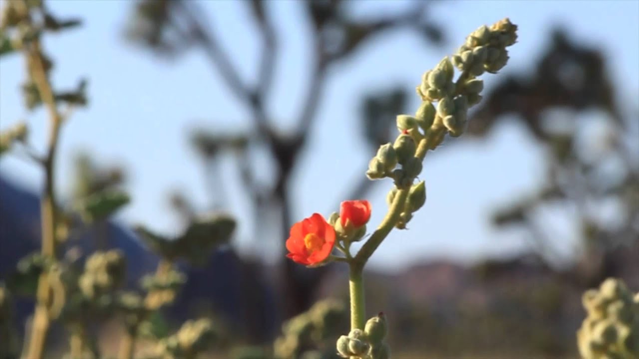 Nature Minute Episode Three: Globemallow