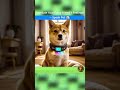 Speak Pet: Translate Your Furry Friend’s Feelings! 🐶🗣️ #pettranslator #pettech #animalcommunication