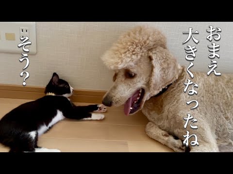 しっぽの長い座ったベア Blue Cat 立体 かぎしっぽ 猫 ペアネックレス ペアペンダント