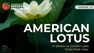 The American Lotus