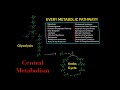 Every single metabolic pathway you need to know for biochemistry mcat in 30 minutes