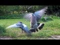 Fight! Wood Pigeon vs Feral Pigeon scrap over food Blackbird sneaks in for the win