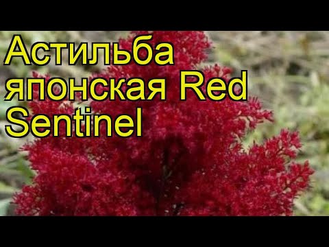 Видео: Червена астилба (27 снимки): описание на 