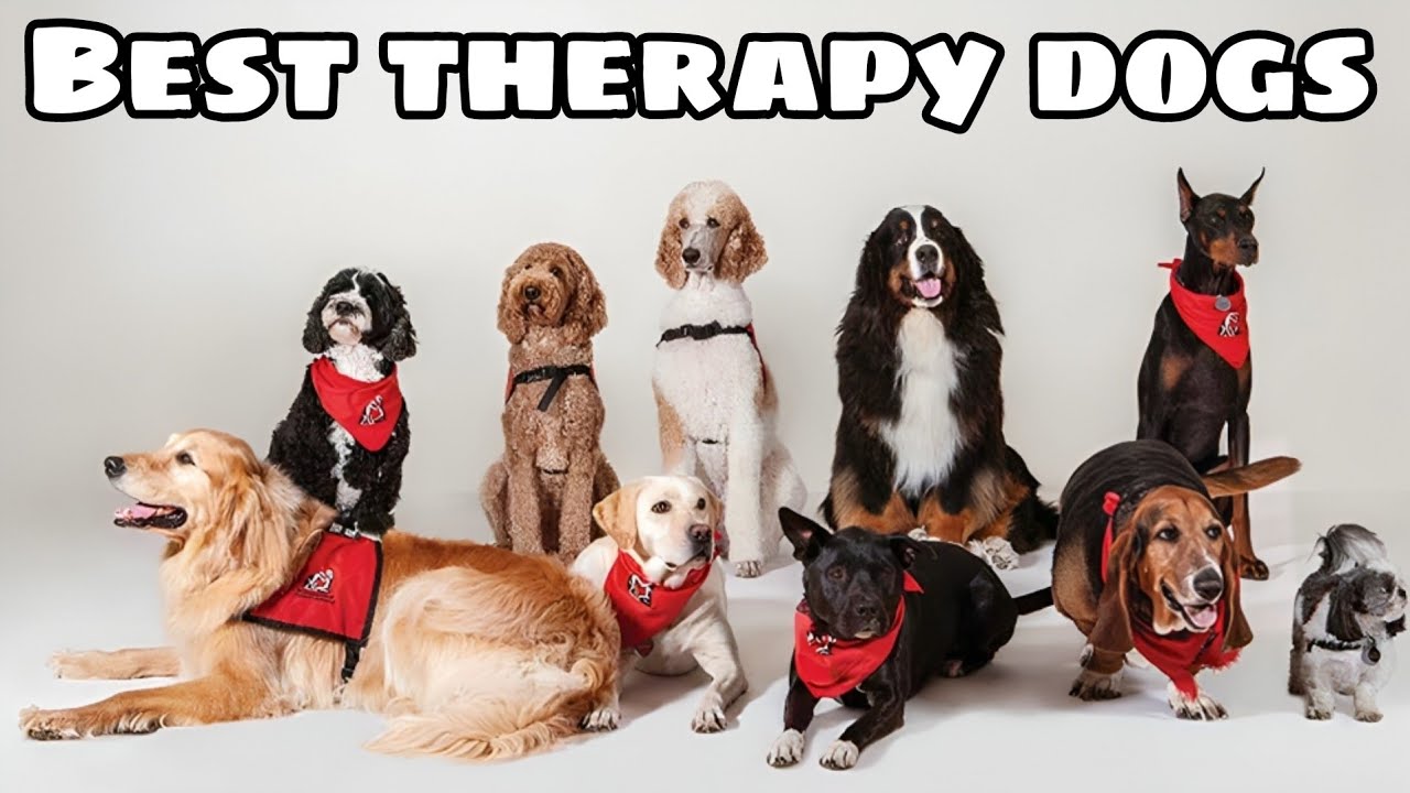 Top 7 Large Dog Breeds for Therapy Work | Gentle Giants Spreading Joy!