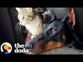 Gentle Giant Doberman Finds Stray Kittens And Adopts Them | The Dodo