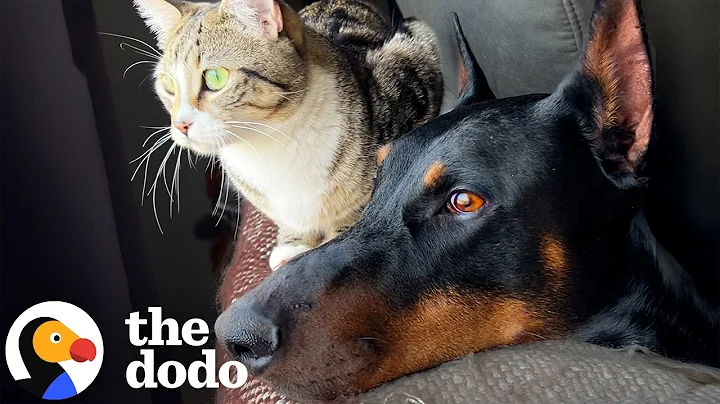 Gentle Giant Doberman Finds Stray Kittens And Adopts Them | The Dodo