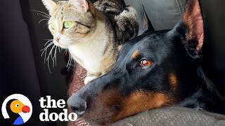 Download Lagu Gentle Giant Doberman Finds Stray Kittens And Adopts Them | The Dodo MP3 Download Lagu Gentle Giant Doberman Finds Stray Kittens And Adopts Them | The Dodo MP3
