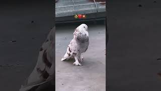 ⚜️KING⚜️ll#kabootar#pigeonlover#fancypigeon#care#status#shorts