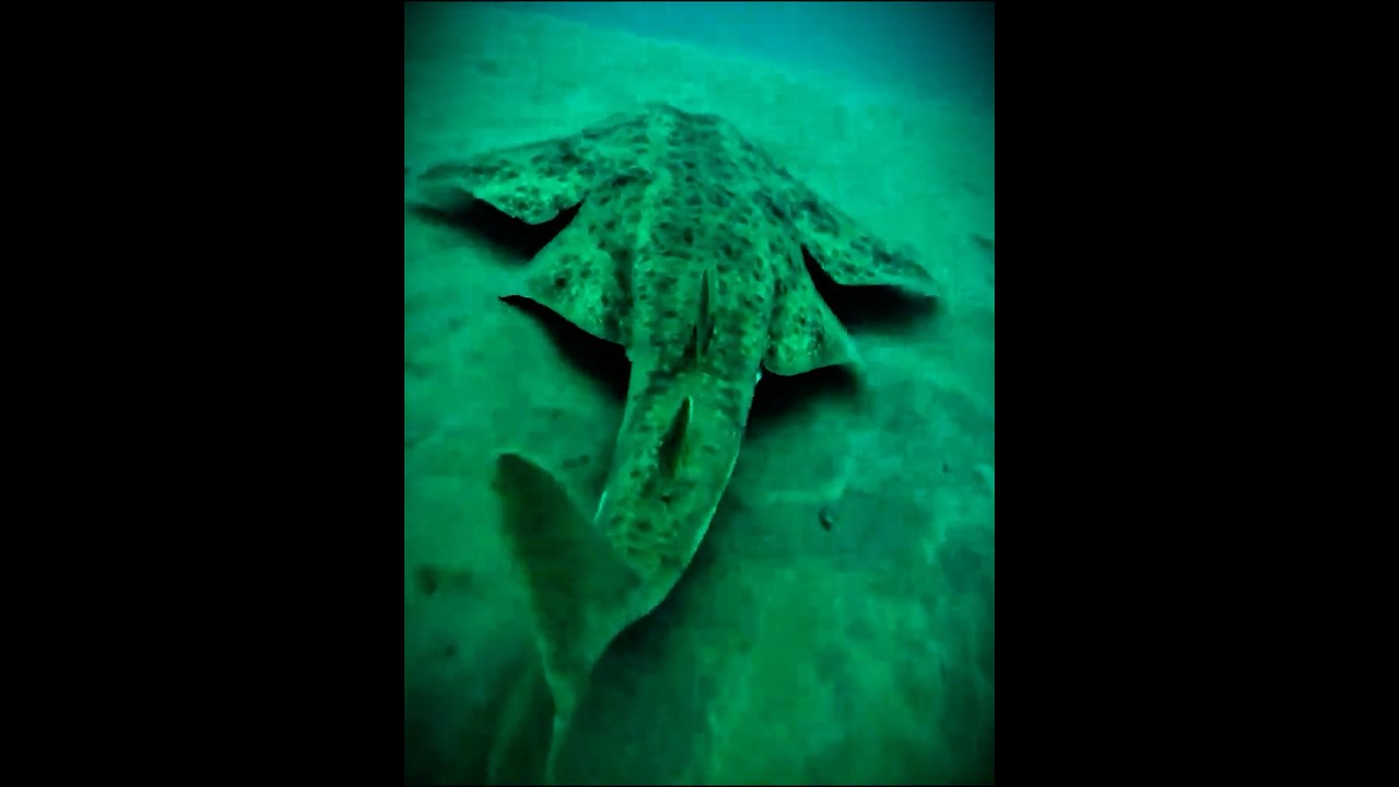 angel shark
