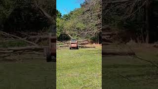 Skid Steer tree slidin!! #logging #goforit #welldone