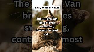 The Turkish Van breed loves swimming, contrary to most cats. #animal #catsofinstagram #cats #animals