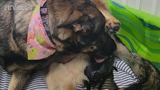 My Sheperd Giving Birth to 10 Puppies! by PETacular 12,053 views 1 year ago 5 minutes, 35 seconds