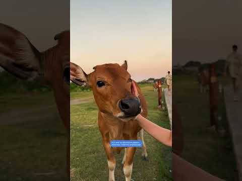 4 года назад я перестала не есть мясо по понедельникам, сегодня его нет в моем рационе. Давай тоже?