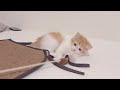 猫じゃらし大好きぬっこ😻