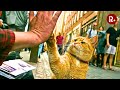 How a Cat Transformed a Homeless Man's Fate