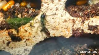 Ectonomyrmex Astutasastutus