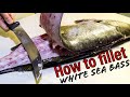 How to Fillet White Sea Bass PLUS removing Stones