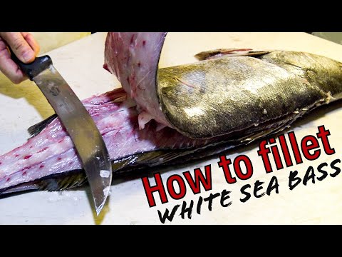 Comment Fillet mer Blanche Basse PLUS épierrage