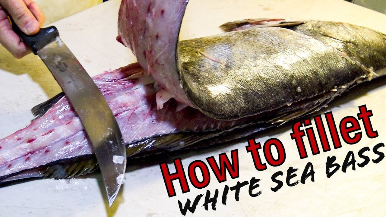 How to Fillet White Sea Bass PLUS removing Stones YouTube